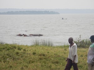 hippos and locals